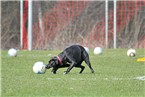 Bereits vor dem Spiel hatte vor allem ein Hund seinen Spaß mit einem Ball. Aber nichts passiert. Das runde Leder hat überlebt!